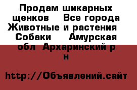 Продам шикарных щенков  - Все города Животные и растения » Собаки   . Амурская обл.,Архаринский р-н